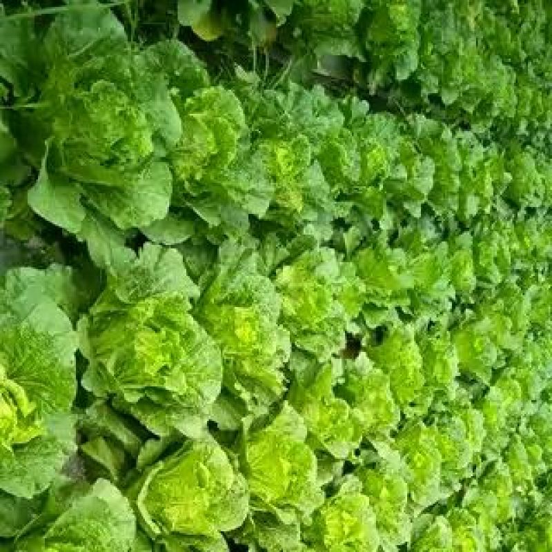 大白菜4~6斤毛菜