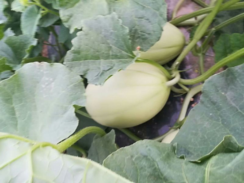 东方密