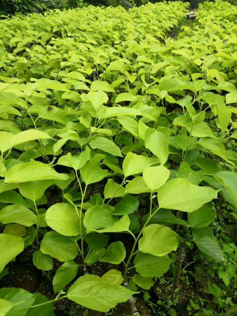 桑树苗