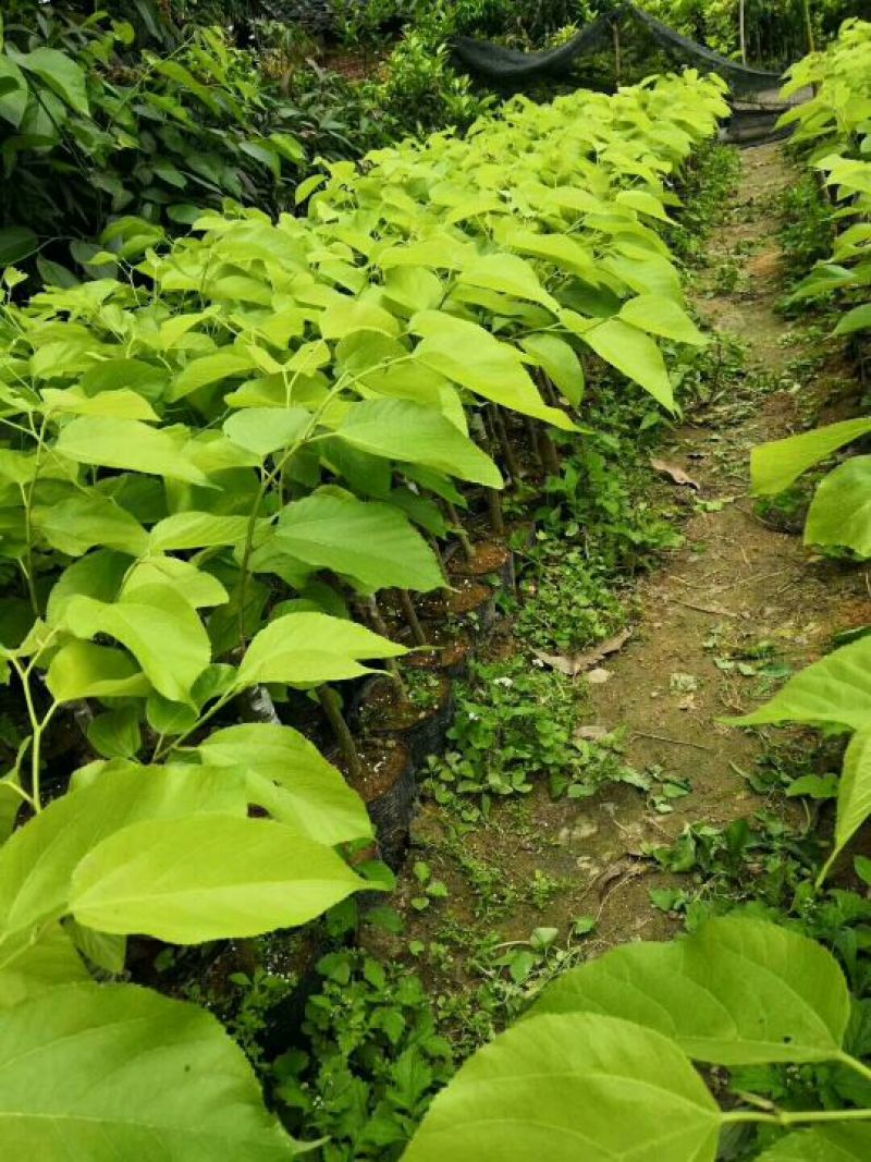 桑树苗