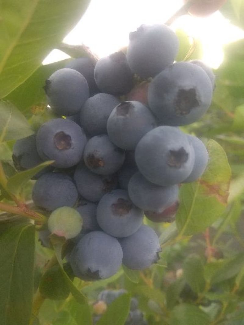 蓝莓鲜果12~14mm以上