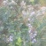 蓝莓鲜果12~14mm以上