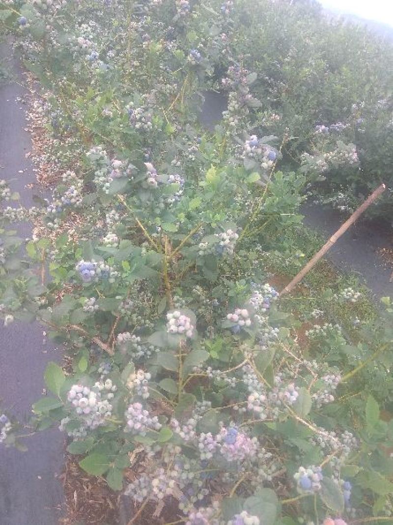 蓝莓鲜果12~14mm以上