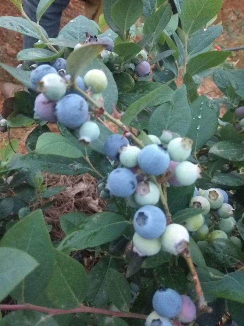 蓝莓鲜果12~14mm以上