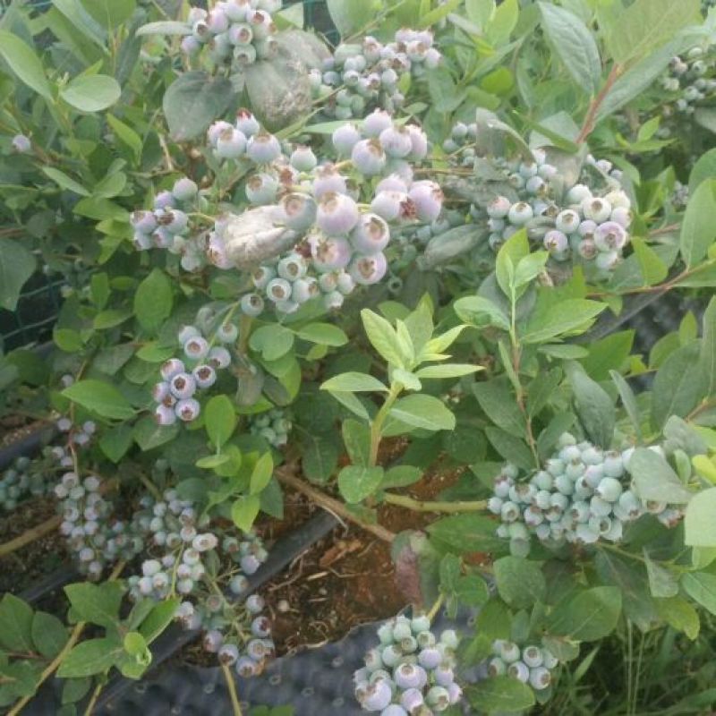 蓝莓鲜果12~14mm以上