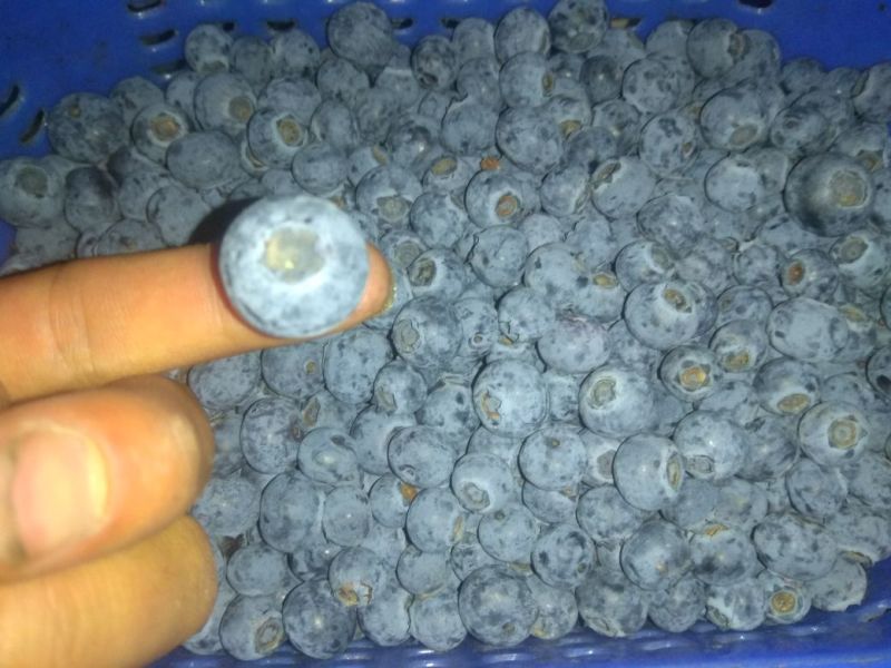 蓝莓鲜果12~14mm以上