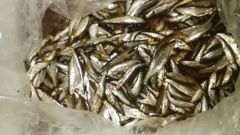 小白条/餐条鱼