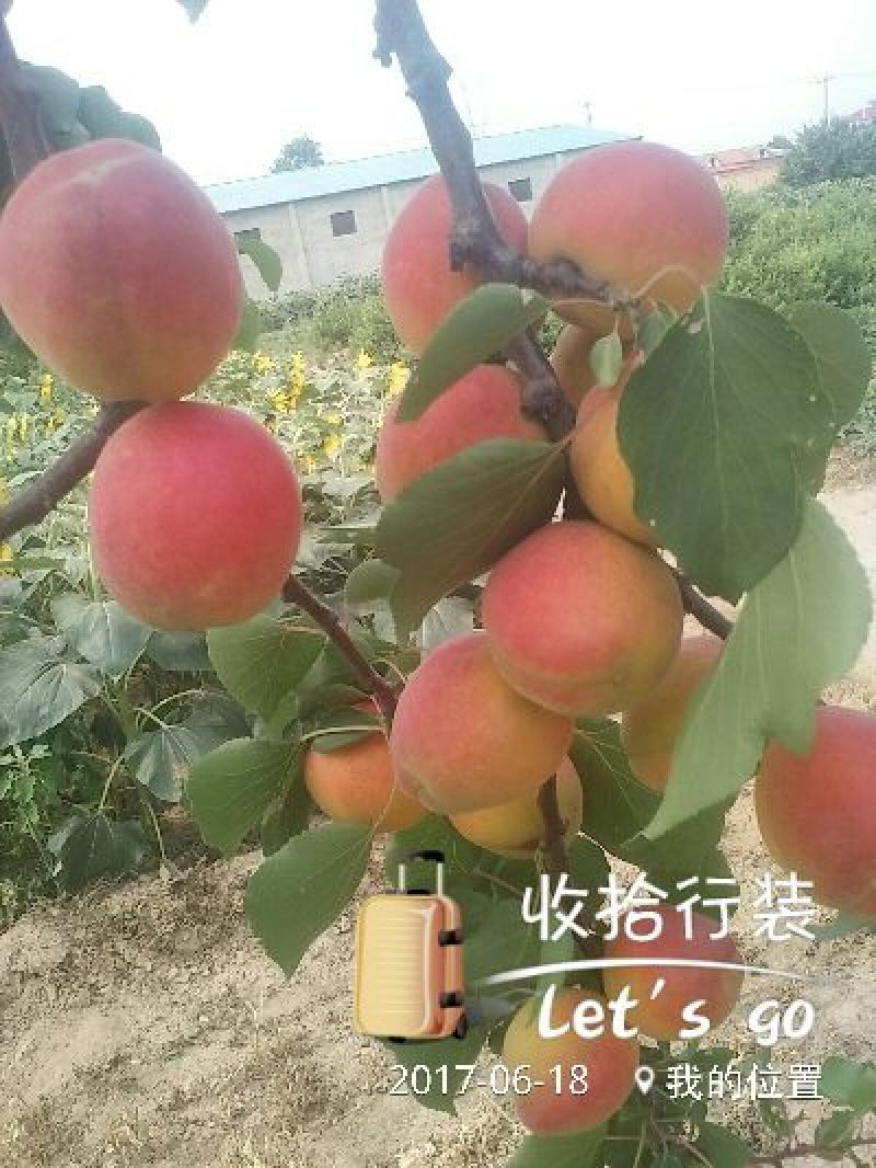 杏金太阳、桃杏、串枝红