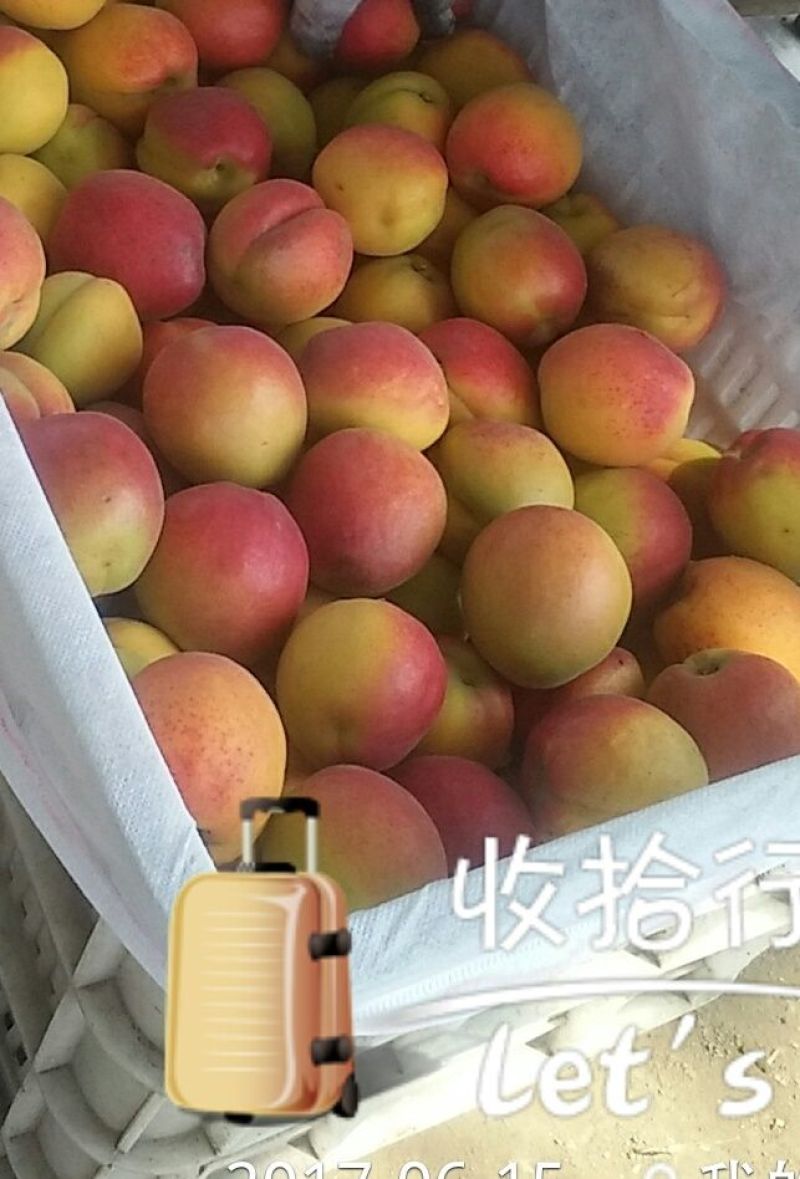杏金太阳、桃杏、串枝红