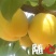 杏金太阳、桃杏、串枝红