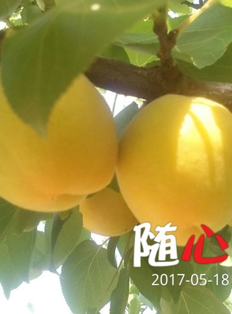 杏金太阳、桃杏、串枝红