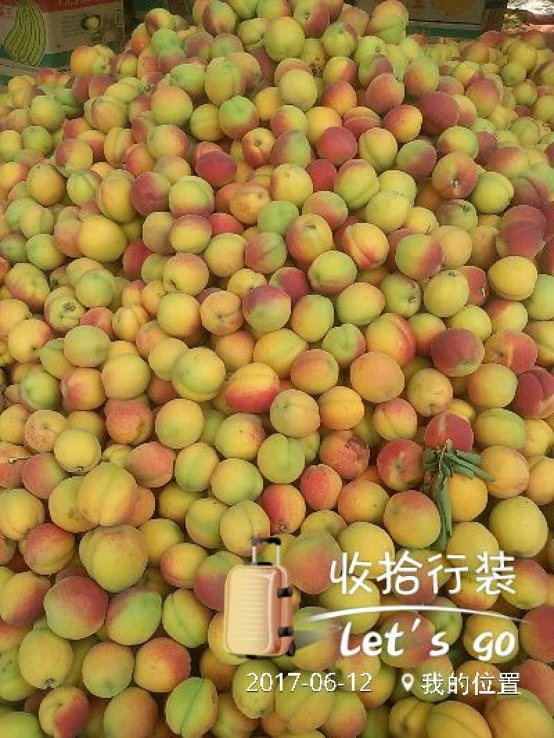 杏金太阳、桃杏、串枝红