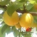 杏金太阳、桃杏、串枝红