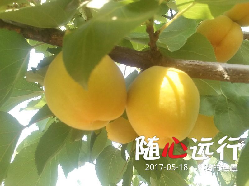 杏金太阳、桃杏、串枝红