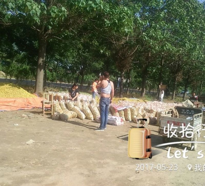 杏金太阳、桃杏、串枝红
