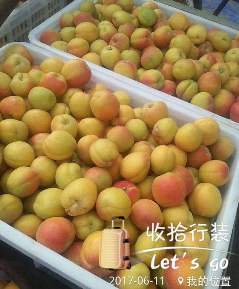 杏金太阳、桃杏、串枝红