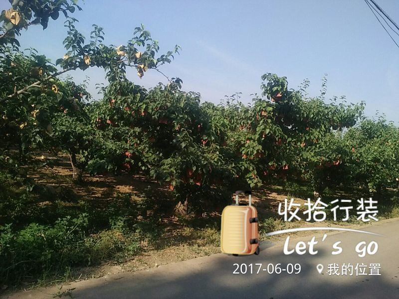 杏金太阳、桃杏、串枝红