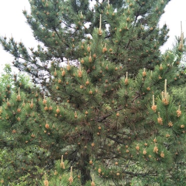 基地直销油松4米以上10~12cm8~10cm