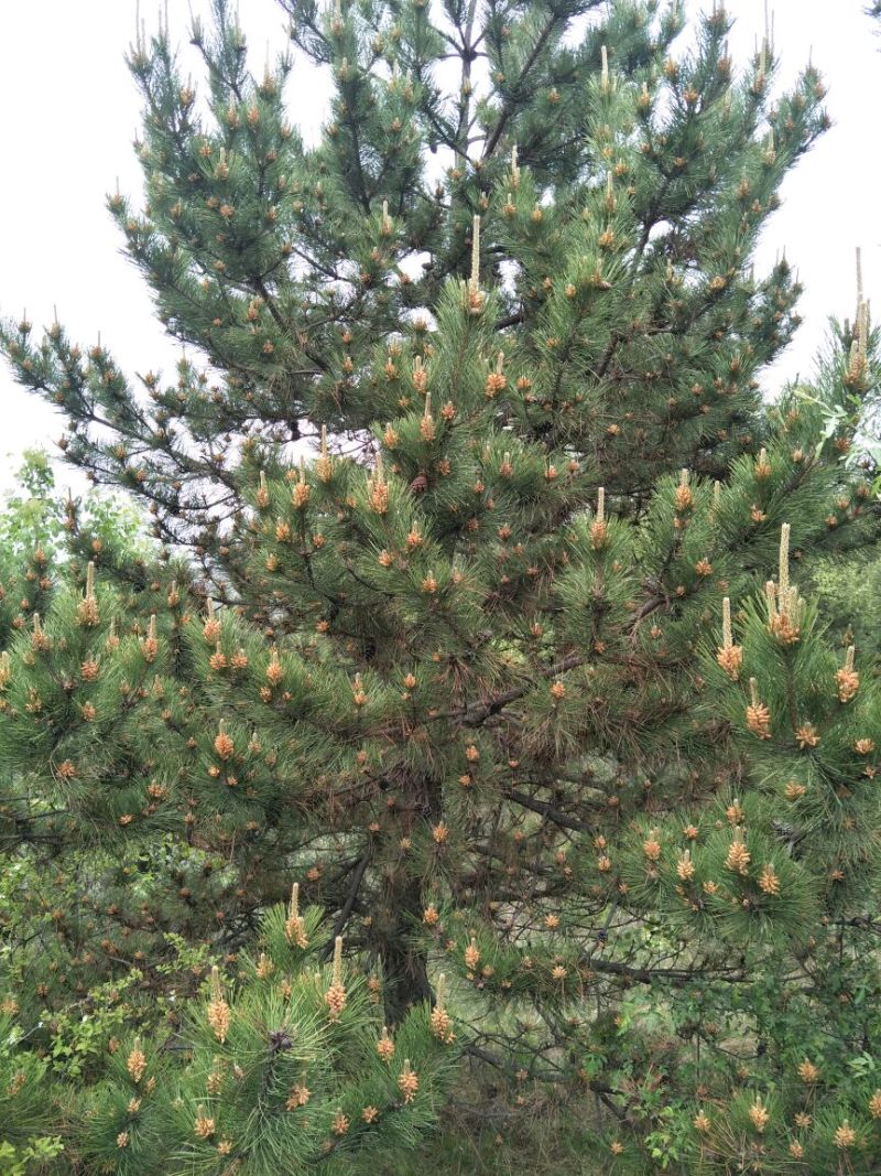 基地直销油松4米以上10~12cm8~10cm