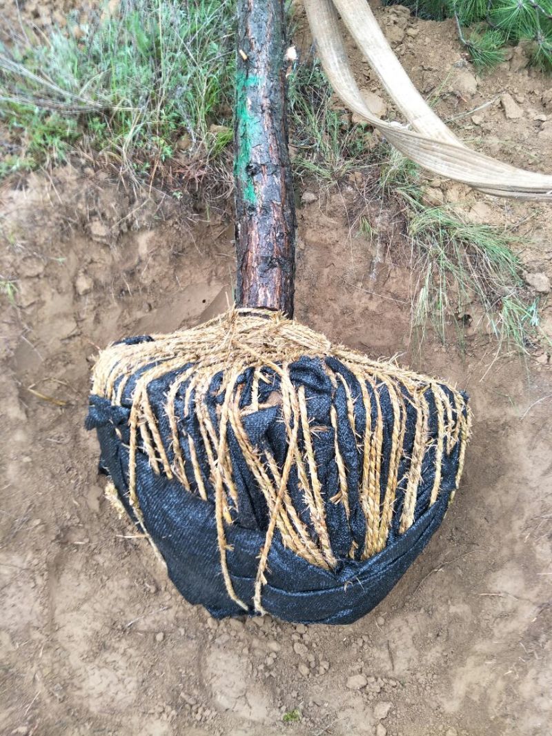 基地直销油松4米以上10~12cm8~10cm