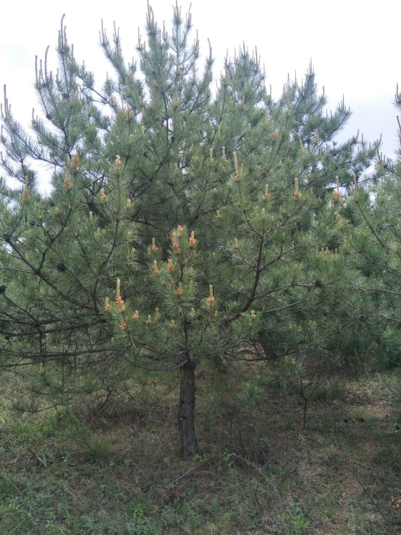 基地直销油松4米以上10~12cm8~10cm