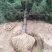 基地直销油松4米以上10~12cm8~10cm