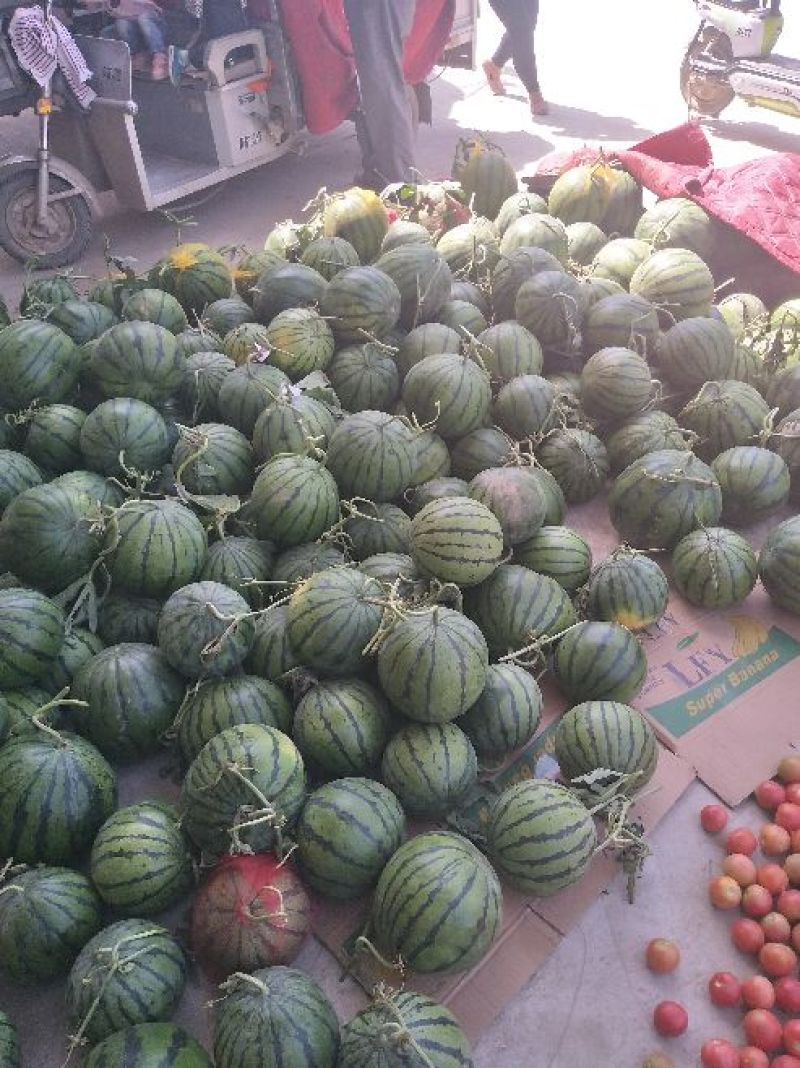 西瓜8424西瓜美都，甜王大量上市产地直发