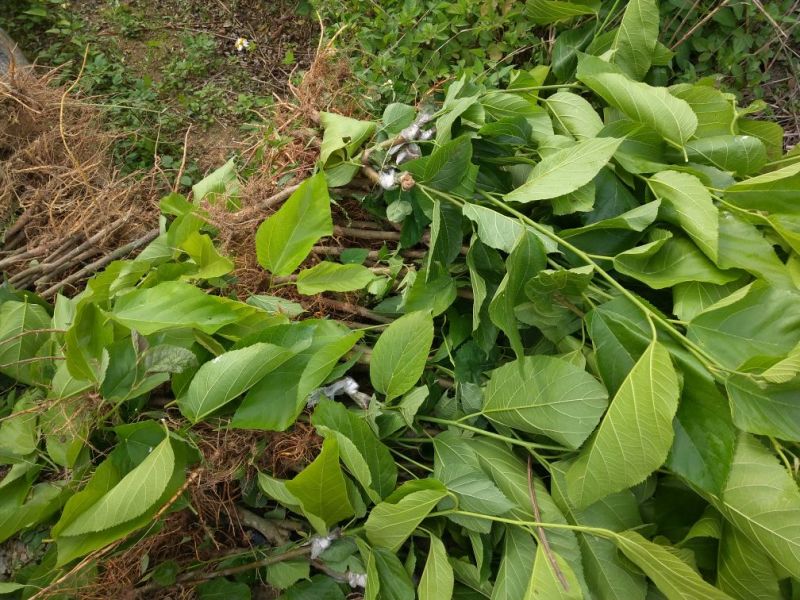 长果桑苗大桑40~60cm高