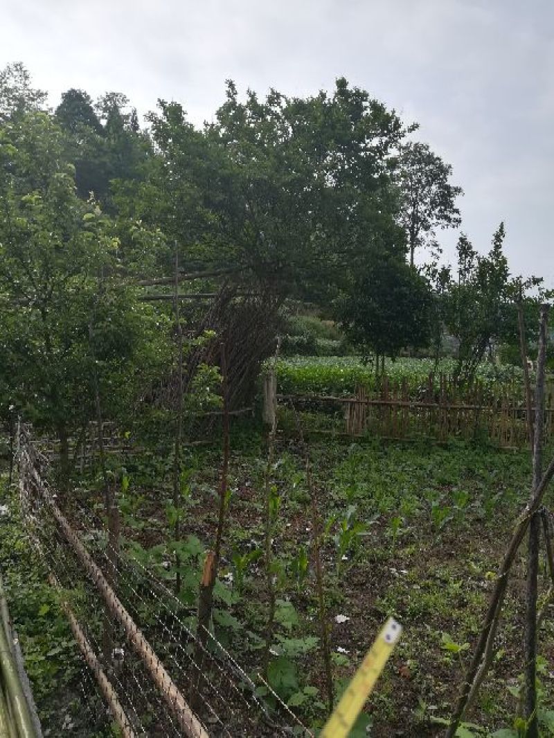 原生紫薇