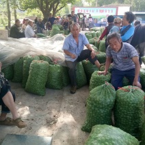 青杏量大，上市集中个头均匀，品种金太阳。