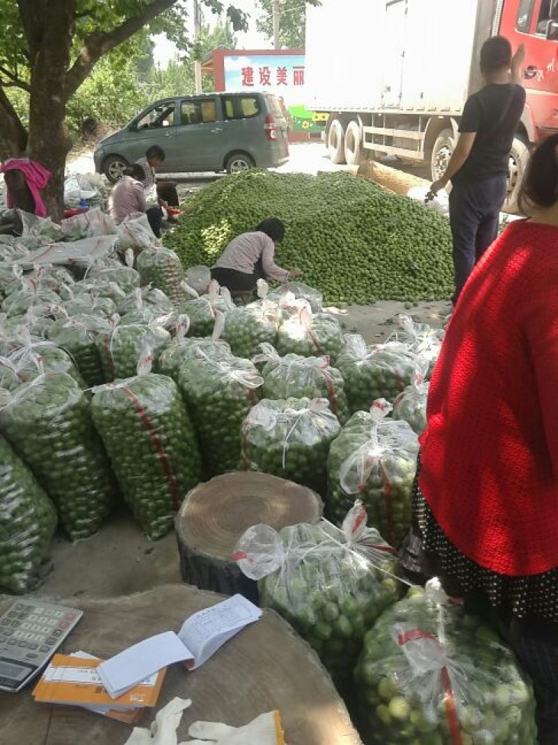 青杏金太阳杏量大，上市集中个头均匀，量大从优欢迎咨询