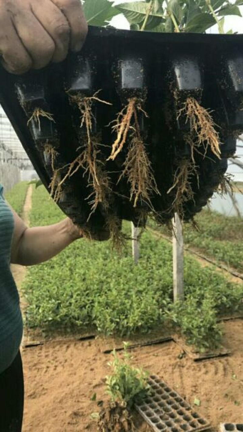 吉塞拉樱桃苗吉塞拉砧木组培苗吉塞拉砧木专门嫁接樱桃苗