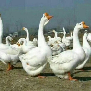 鹅苗各种鹅苗