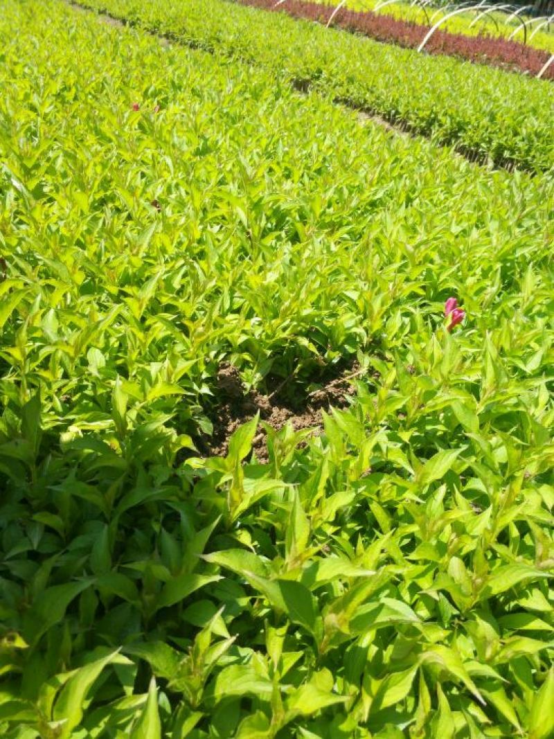红王子锦带沭阳本地苗地里现起可视频看货选货