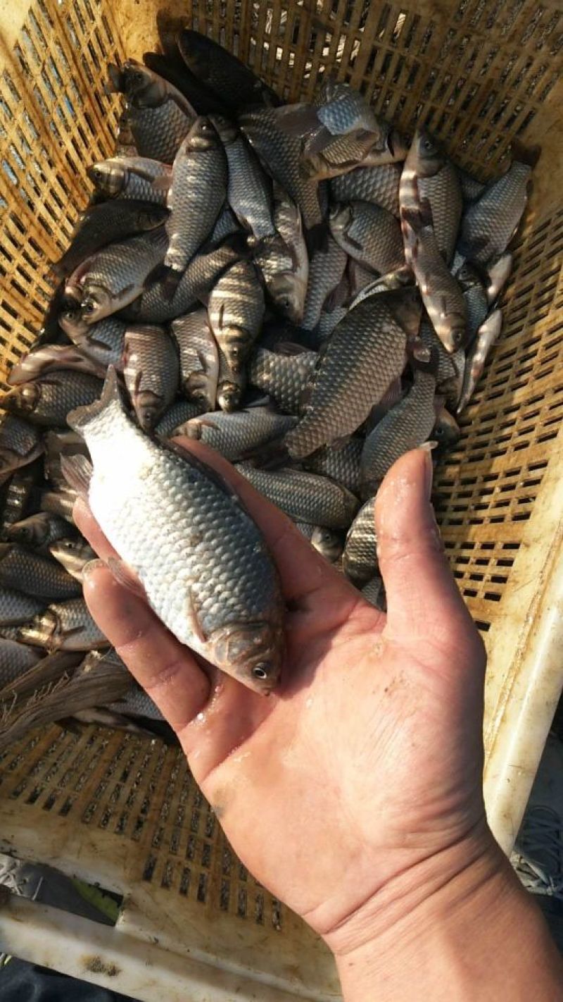 大小鲫鱼