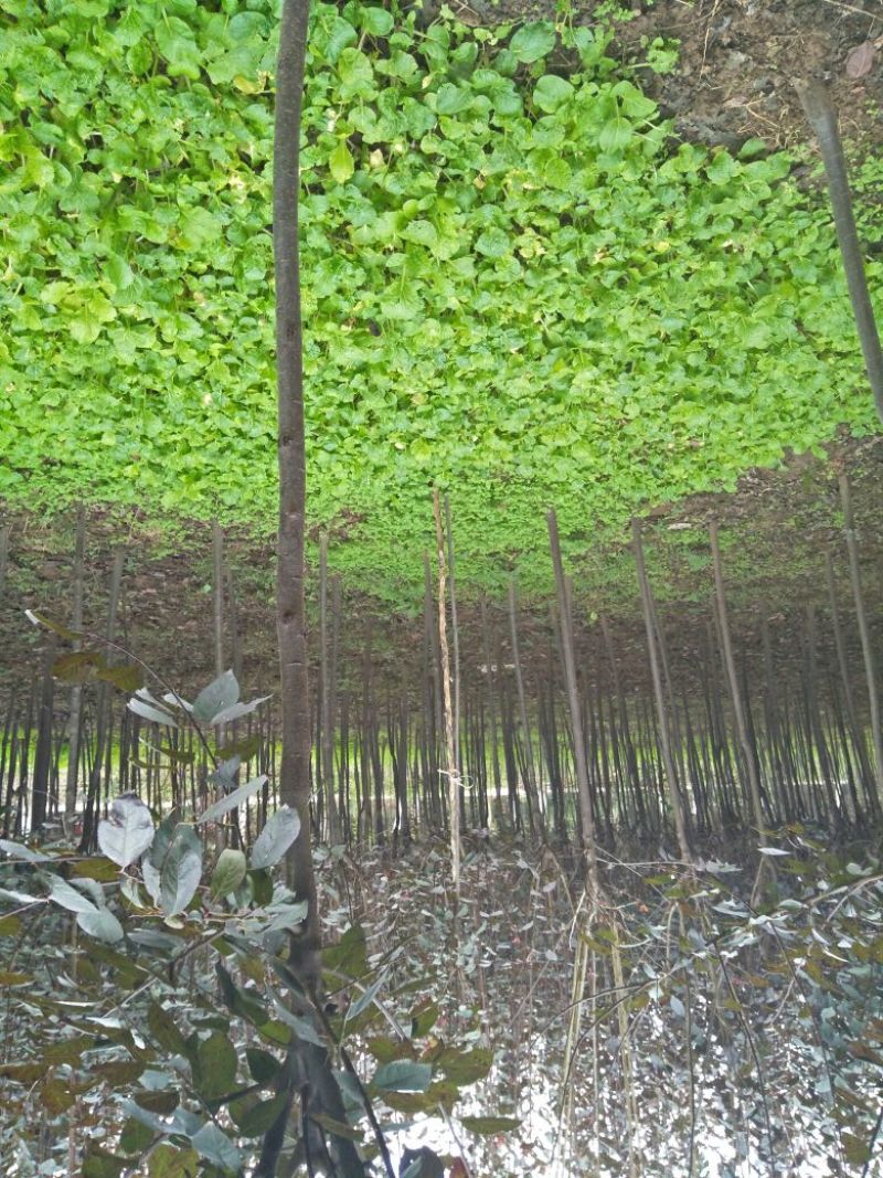 大量优质红叶李紫叶李，产地现挖现发，成活率高，提供技术指