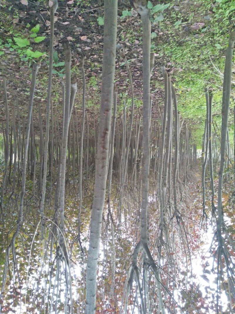 大量优质红叶李紫叶李，产地现挖现发，成活率高，提供技术指