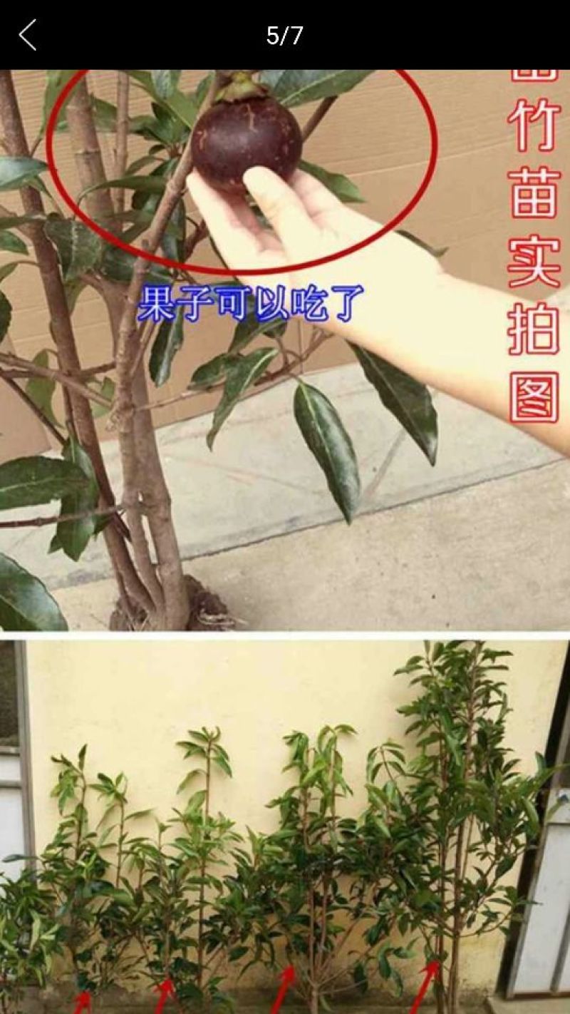 山竹树苗非常靓丽，果也好吃，有老板看上的