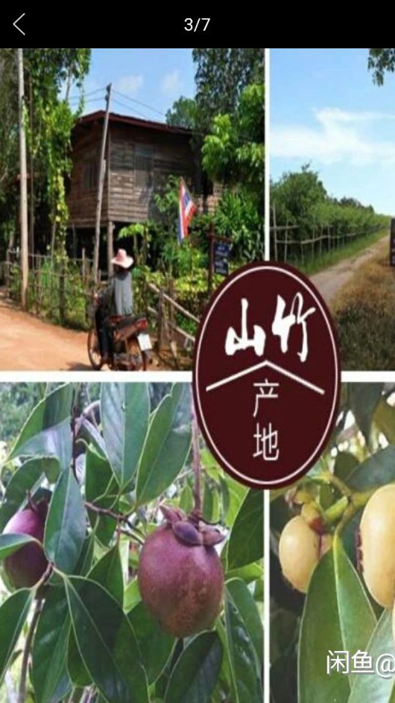 山竹树苗非常靓丽，果也好吃，有老板看上的