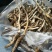 精品虫草促销量大从优原产地保障高品质