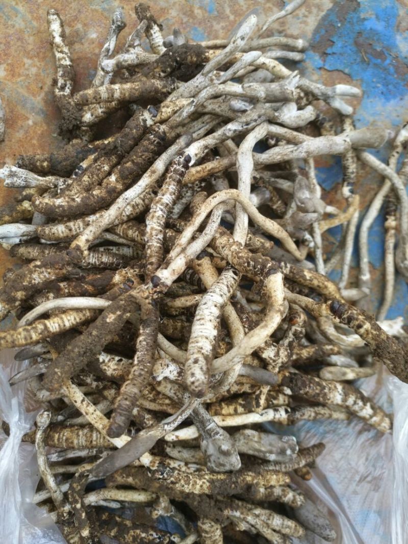 精品虫草促销量大从优原产地保障高品质