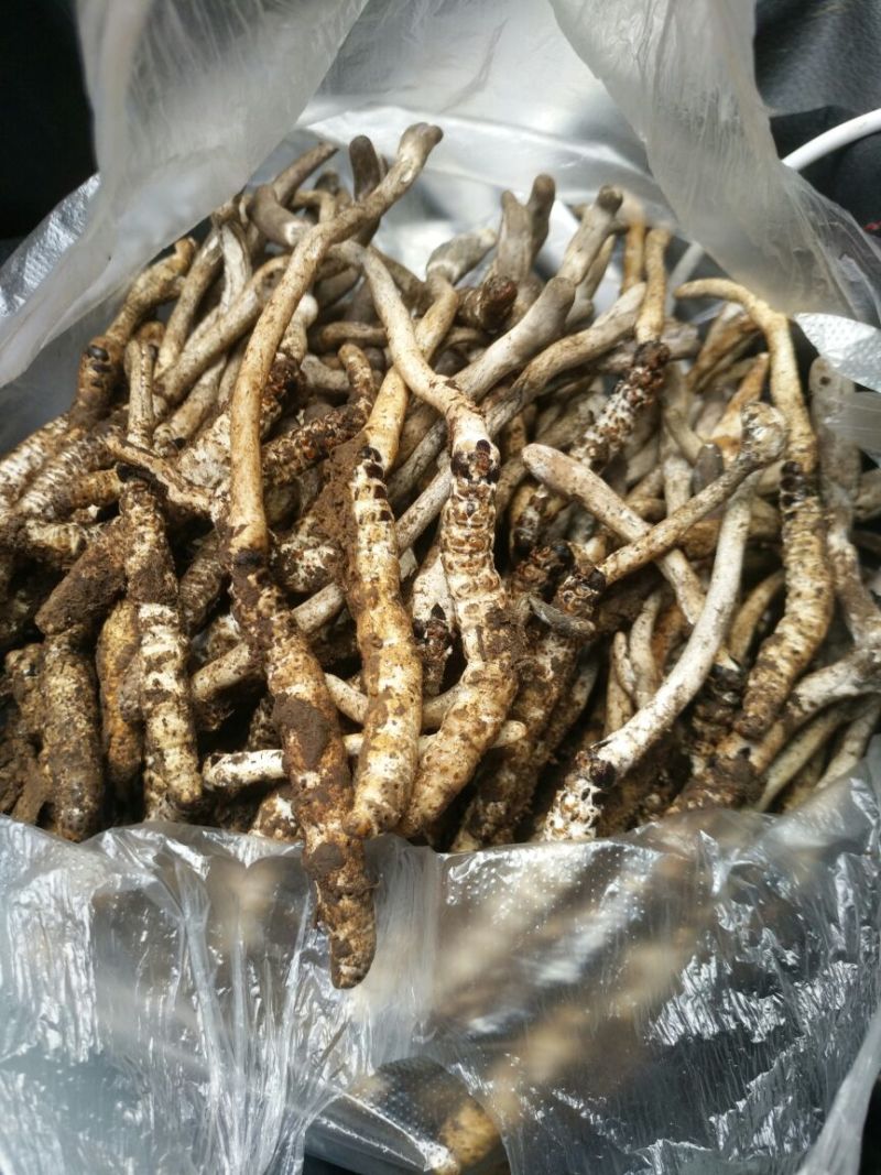 精品虫草促销量大从优原产地保障高品质