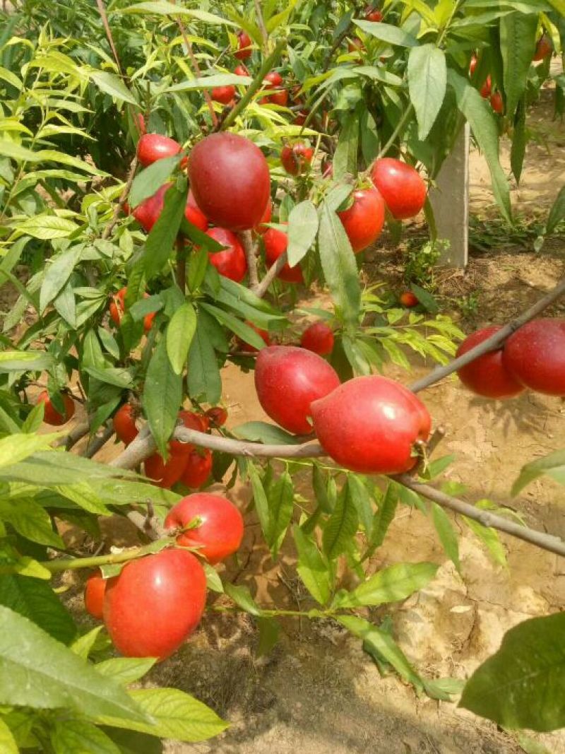 大棚油桃