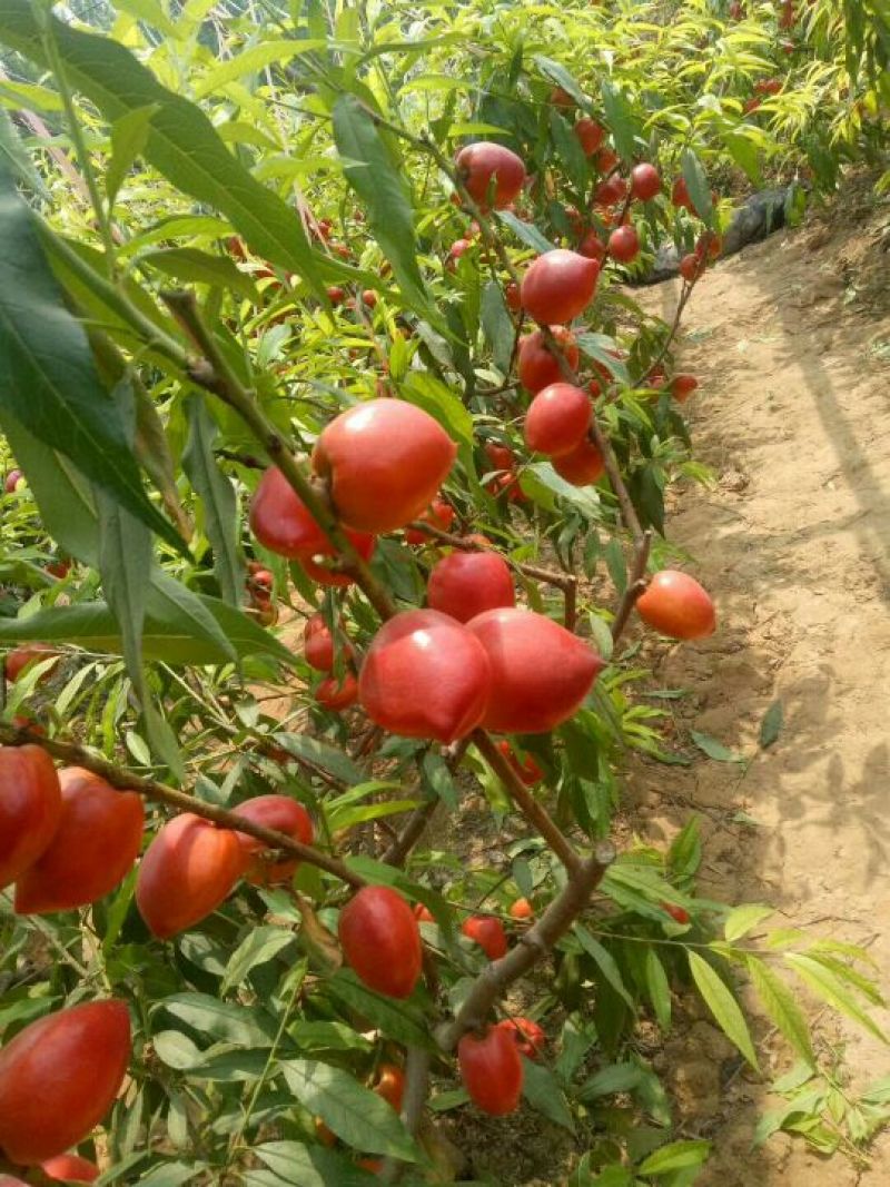 大棚油桃