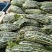 花金刚，半斤以上脆甜红镶