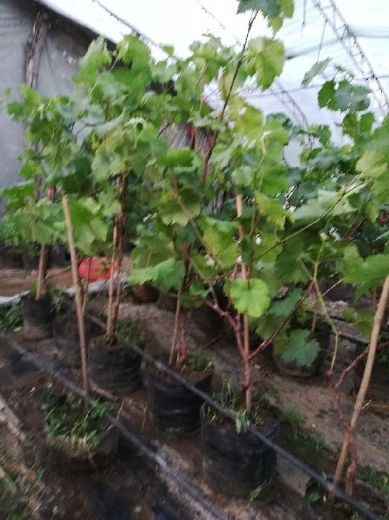 大量现货出售盆栽葡萄秧苗