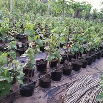 大量现货出售盆栽葡萄秧苗