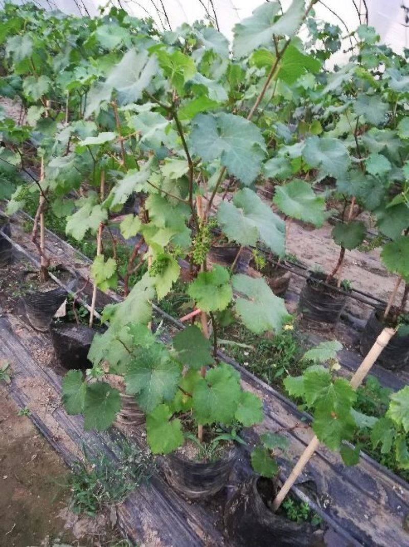 大量现货出售盆栽葡萄秧苗