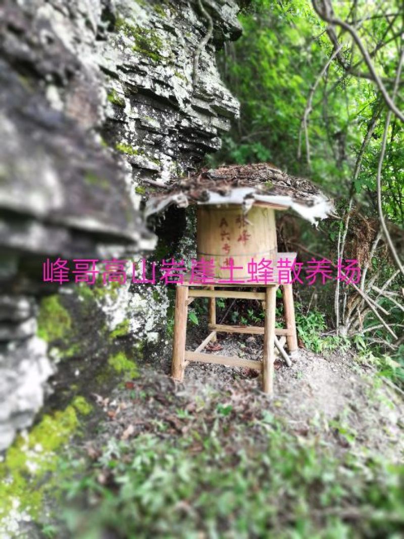 湖南湘西高山岩崖百花野土蜂蜜