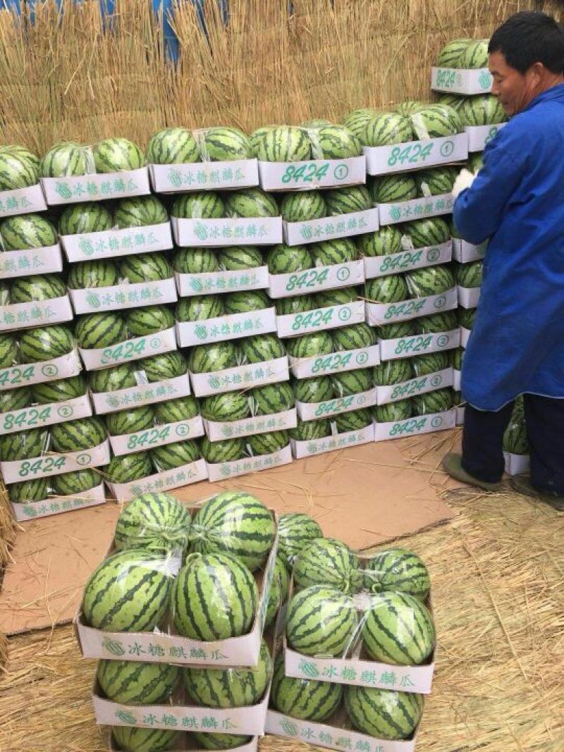 江苏东台原产地西瓜8424皮薄汁多近期大量上市